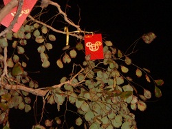 Year of the Mouse